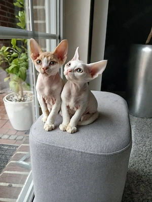 Devon Rex Kitten männlich Bild 7