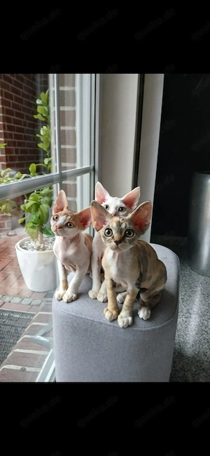 Devon Rex Kitten männlich