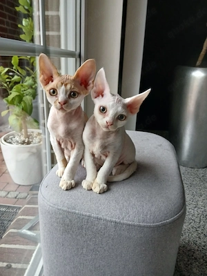 Devon Rex Kitten männlich Bild 6