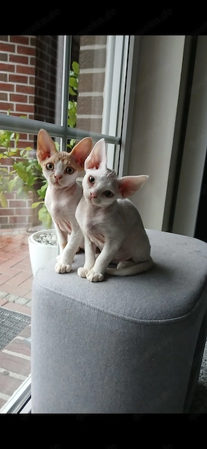 Devon Rex Kitten männlich Bild 8