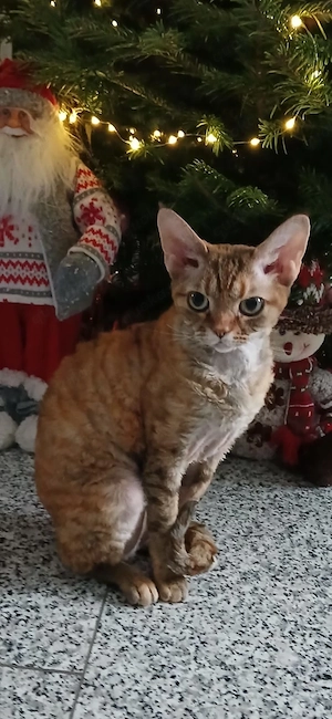 Devon Rex Kitten männlich Bild 10