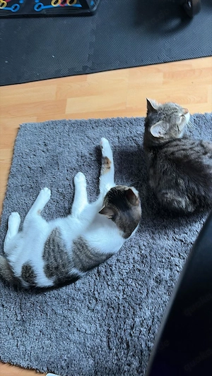 2 kastrierte Katerchen 