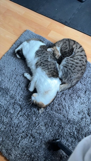 2 kastrierte Katerchen 