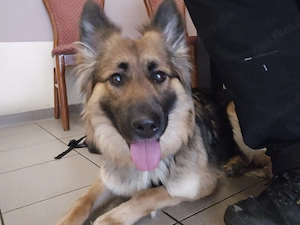 suche schäferhund deckrüden 