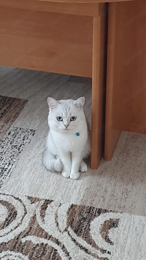 Charmanter und erfahrener Deckkater sucht Katzendamen   