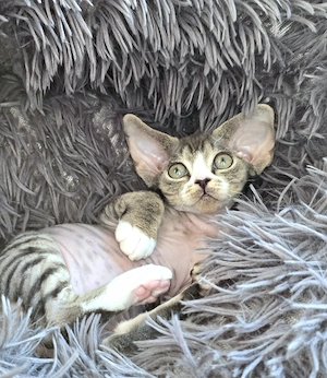 Kleine süße Knutschkugel Bonnie sucht ein liebevolles neues Zuhause!