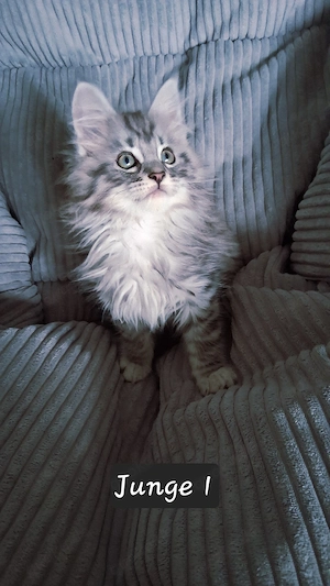 Meine coon kitten 