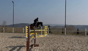 Beautiful colored gelding