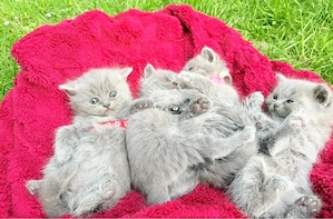 British Longhair Blue Kitten suchen liebevolles Zuhause 