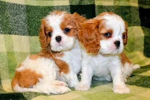 Cavalier King Charles Spaniel-Welpen suchen ein liebevolles Zuhause 