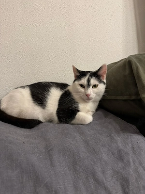 Snow unsere leise Kuschel-Katze sucht ihr Reich # Tierschutz 