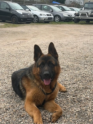Cäser - Deutscher Schäferhund Welpe junghund 1 jahr alt abzugeben   schweren Herzens
