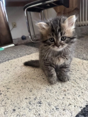 Kleine Katze abzugeben (2 Monate alt)
