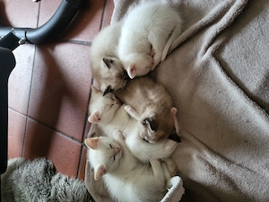 Kitten, babys