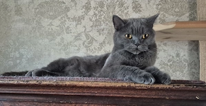 Wunderschöne Selkirk Rex sucht ab sofort ihren verdienten Ruhestandsplatz