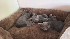 rusisch blau kitten mädchen sucht win neues zuhause