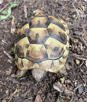 Griechische Landschildkröte Nachzucht 2024