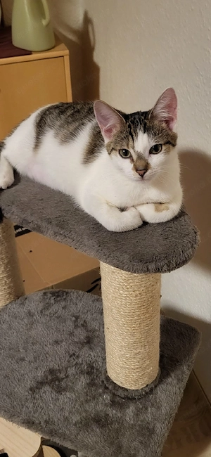 Süße verschmuste Katze(Kastriert)