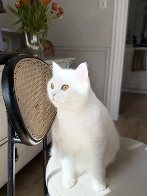 Bkh katze weiss reinrassig