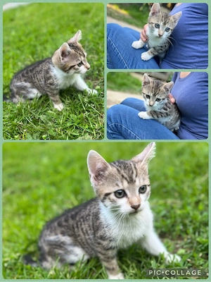 Katzenbabys