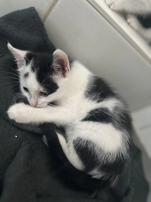 EKH Kitten schwarz weiss Kater 