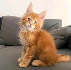 Reinrassige Maine-Coon-Kätzchen (männlich und weiblich)