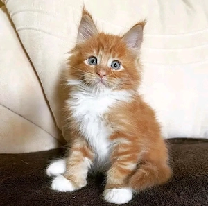 Rote reinrassige Maine-Coon-Kätzchen