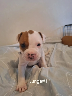 Bully-Mix Welpen 
