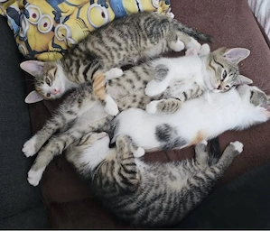 Wundervolle Babykatzen Tierartztcheck