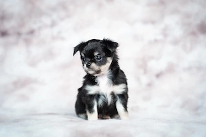 Reinrassige Chihuahua Welpen   Sichern Sie sich Ihren Welpen jetzt!   