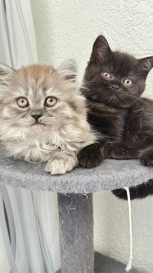 BKH , BLH Kitten (78727 Oberndorf a.N.)