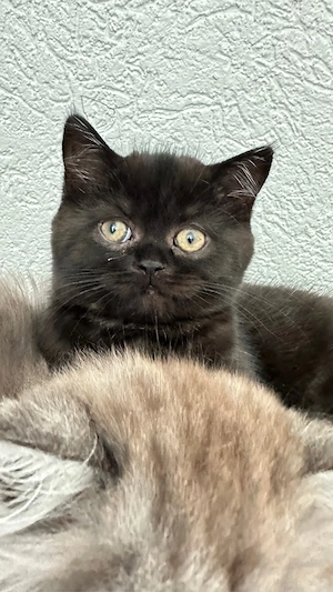 BKH , BLH Kitten ab sofort