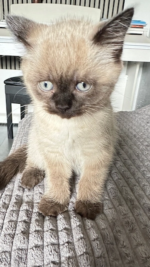 BKH , BLH Kitten (78727 Oberndorf a.N.)