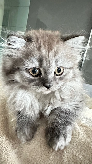 BKH,BLH Kitten ab sofort abzugeben( Preis auf Anfrage )