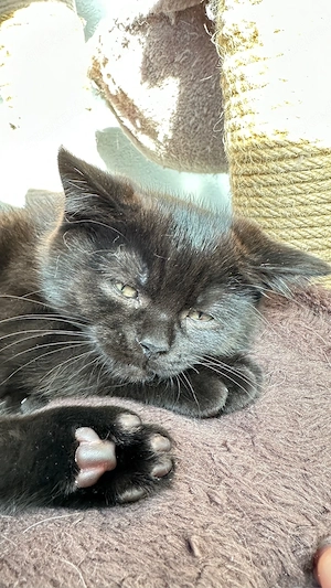 BKH Kitten zu verkaufen ,entwurmt und geimpft (  schoko )    Oberndorf am Neckar.    