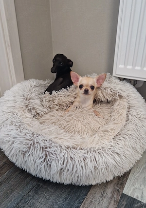 Reinrassige süße Chihuahua Hündin Creme Kurzhaar 