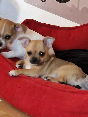 Welpen chihuahua 