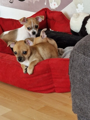 Welpen chihuahua 
