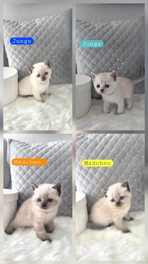 Bkh Kitten    