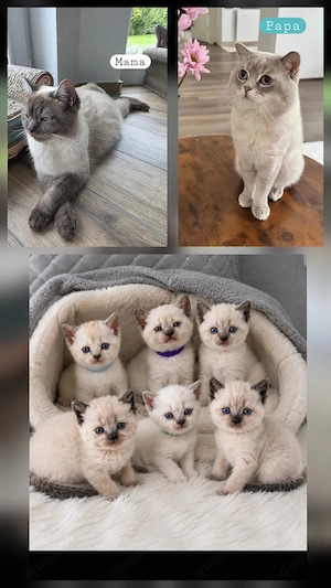 Bkh Kitten    
