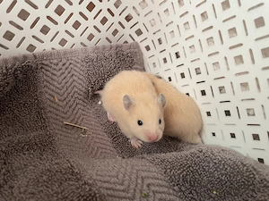 Gold und Teddyhamster Mix 