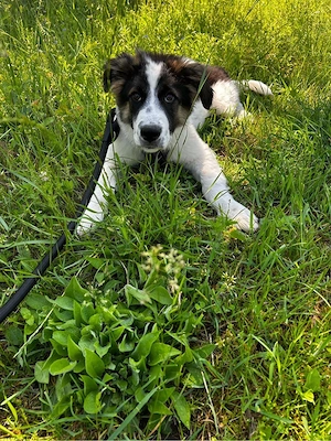 der kleine Otto 