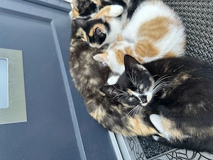 Haus Katze such neu zu Hause 
