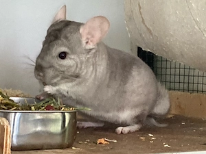 Chinchilla mit Voliere abzugeben
