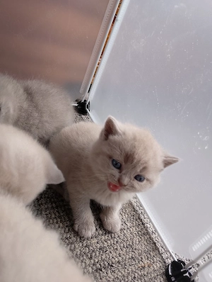 Bkh Kitten 