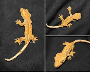 Junger Kronengecko (Correlophus ciliatus) zu verkaufen Geschlecht ist unbestimmt.