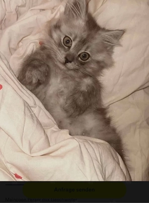 perser maincoon mix 
