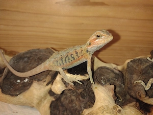 Wunderschöne Farb-Bartagamen High-Color Bartagamen: Citrus-Leatherback Hypo Sandfire Nachzuchten