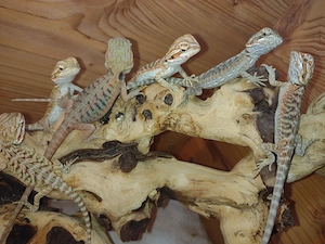 Wunderschöne Bartagamen Jungtiere Bunte Morphen (Hypo Orange Leatherback Tiger)