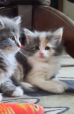 Norwegische Waldkatzen Kitten 